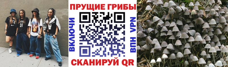 Псилоцибиновые грибы мухоморы сколько стоит сайты даркнета наркотические препараты Тбилисская